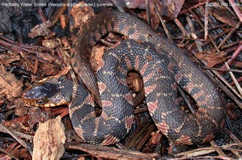 Red-belly Water Snake (Nerodia erythrogaster)