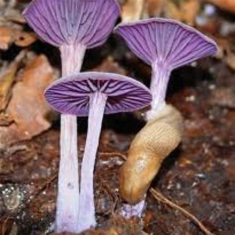 Three Purple Mushrooms Are Growing On The Ground