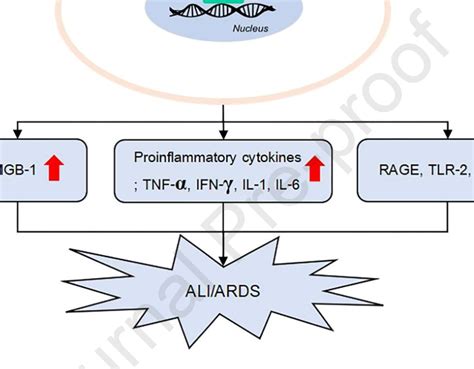 Schematic Representation Of Hmgb And Its Receptors In The