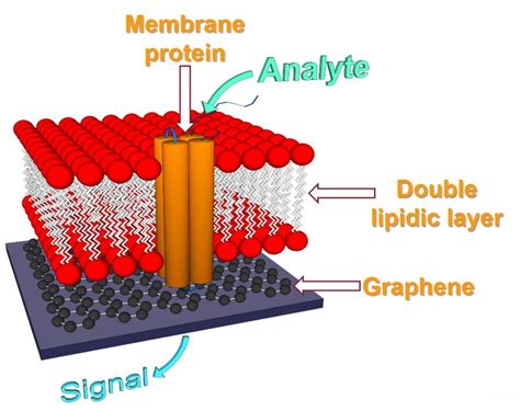 Graphene-based sensors | IMM Container