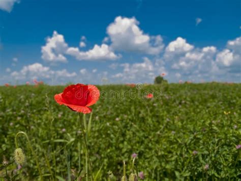 Poppy flower in field stock image. Image of farm, nature - 5863891