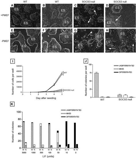 Socs 3 Null Es Cells Exhibit Altered Morphology Proliferation And