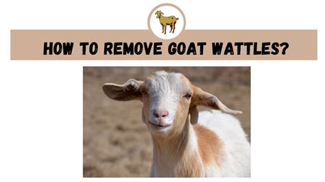 How To Remove Goat Wattles The Livestock Expert