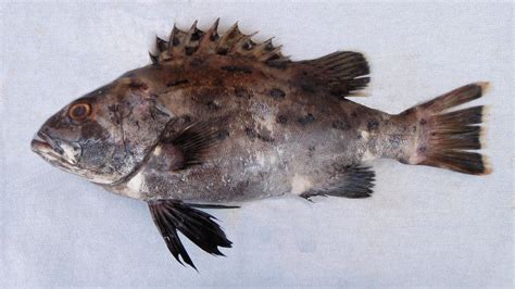 Giant Sea Bass Mexico Fish Birds Crabs Marine Life Shells And