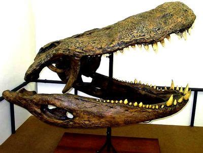 Purussaurus and crocodylian recursiveness | mAnasa-taraMgiNI