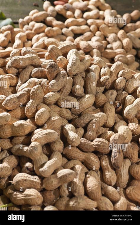 Peanuts Arachis Hypogaea Stock Photo Alamy