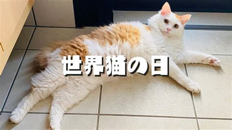 8月8日は「世界猫の日」 ネタフル