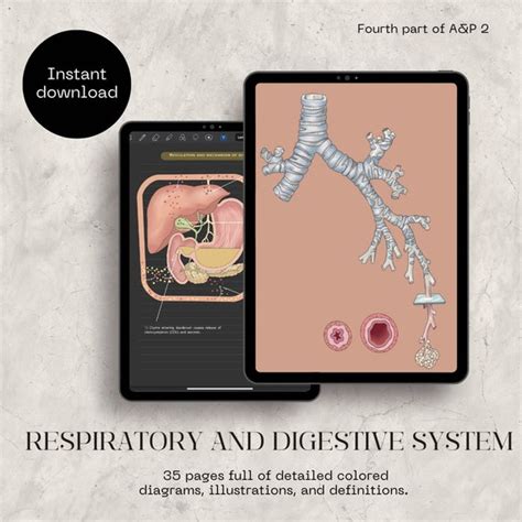 2.4 Anatomy and Physiology 2 Notes. Anatomy Made Extremely - Etsy