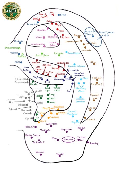 37 Sinus Pressure Points Diagram - Diagram Resource