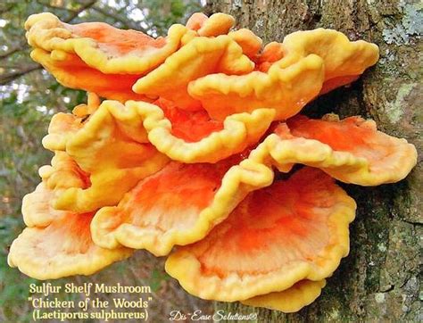 Mushroom Sulfur Shelf Chicken Of The Woods Disease Solutions®