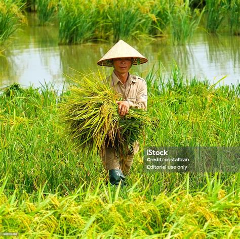 Vietnam Farmer Stock Photo Download Image Now Adult Agriculture