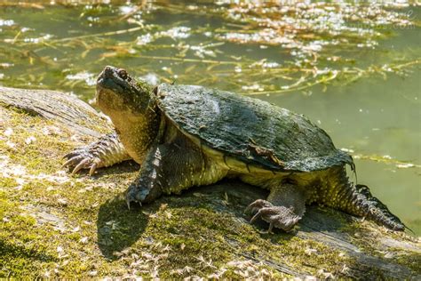 Overhunting Of Wild Turtles Critiqued Iowa Public Radio