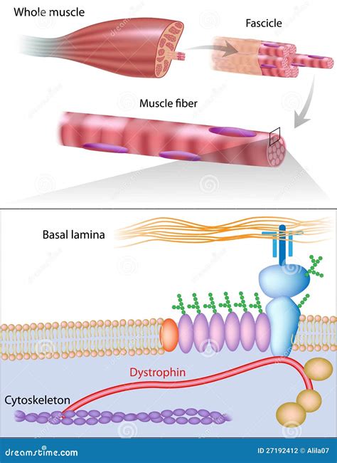 Dystrophin Structure