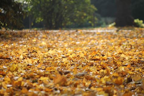 2560x1080 Resolution Yellow Leaf Fall Hd Wallpaper Wallpaper Flare