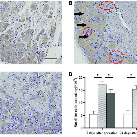 Morphology Of Dorsal Root Ganglia DRG And Satellite Glial Cells SGC