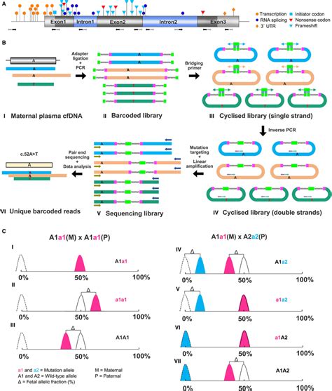 NIPD strategy for HBB genotyping. (A) HBB gene structure. The position... | Download Scientific ...