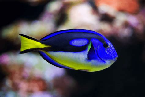 Yellow Belly Regal Tang