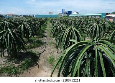 Dragon Fruit Farm Vietnam Stock Photo 2188752211 | Shutterstock