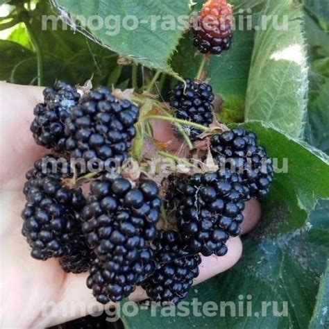 Саженцы Ежевика Агавам купить по цене 950 руб. в Москве с доставкой из ...