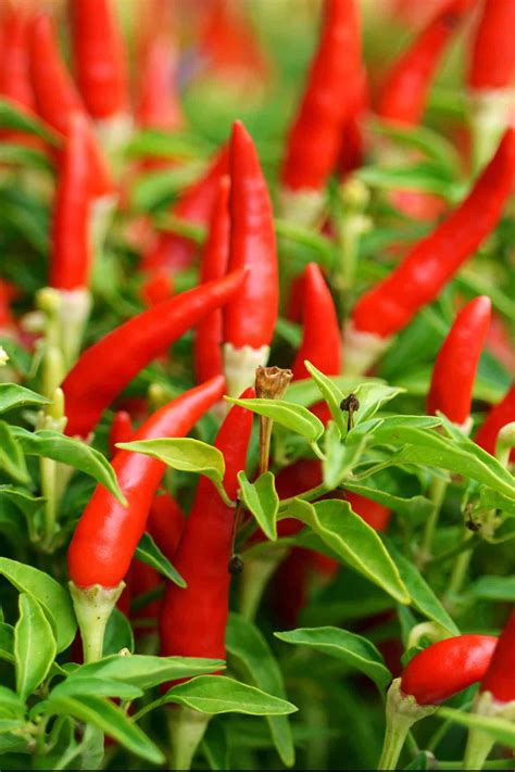 Chili Pepper Types A List Of Chili Peppers And Their Heat Levels