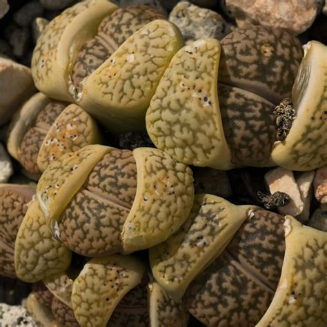 Lithops Hookeri V Marginata 10 Pcs Fresh Seeds Cactus And Etsy