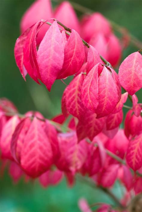 Compact Burning Bush Euonymus Alatus Compacta Unsurpassed For Fiery Fall Color Euonymus