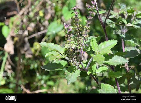 Tulsi Plant Hi Res Stock Photography And Images Alamy