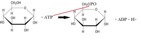 Glycolysis Images Flashcards Quizlet