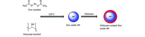 Schematic Presentation Of Preparation Chitosan Coated Zinc Oxide