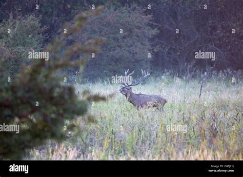 Red deer with big antlers standing in forest. Wildlife in natural ...