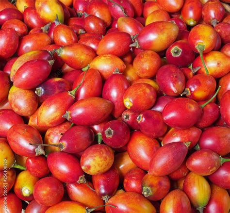 Full Frame Image Of The Fruit Of The Ethiopian Eggplant Solanum