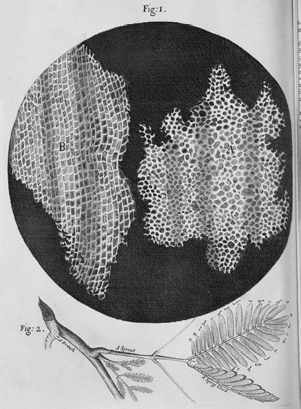 De Linvention Du Microscope La Th Orie Cellulaire Lelivrescolaire Fr