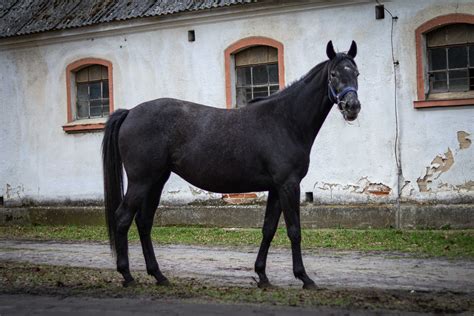 Sprzedam klacz pełna krew angielska Pakosław OLX pl