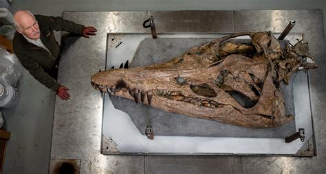 Massive Pliosaur Skull Found On England's Jurassic Coast