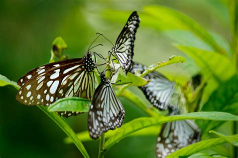 Free Images Blue Tiger Butterfly Butterfly Group Lot Of Beautiful