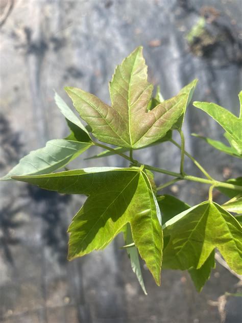 Trident Maple Tree Pictures Vernetta Stoll