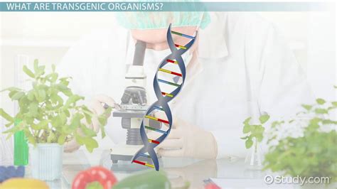 Transgenic Organism | Definition, Examples & Scientific Interest ...