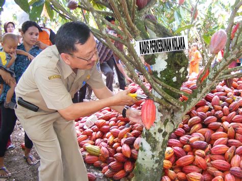 Suarakolaka Produksi Kakao Kolaka Capai 3 Ton Per Hektar