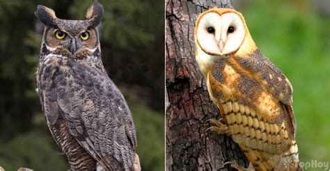 Diferencias Entre El Buho Y La Lechuza TopHoy