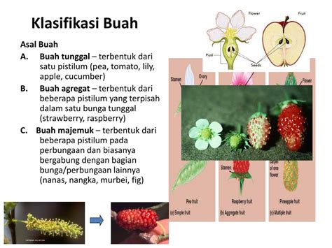 Ppt Struktur Bunga Buah Dan Biji Powerpoint Presentation Free