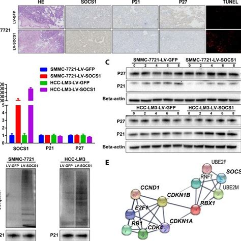 Socs1 Inhibited Hcc Cell Proliferation In Vitro And In Vivo A Cell