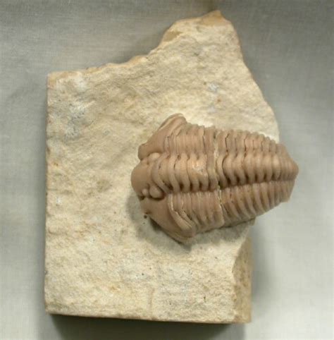 Calymene Clavicula Oklahoma Silurian Trilobite