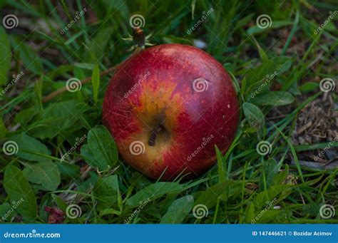 Red Apple On The Grass Fruit Stock Image Image Of Summer Gala