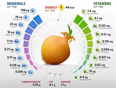 Cebolla Propiedades y Beneficios Cultivo y Más FrutasyVerduras info