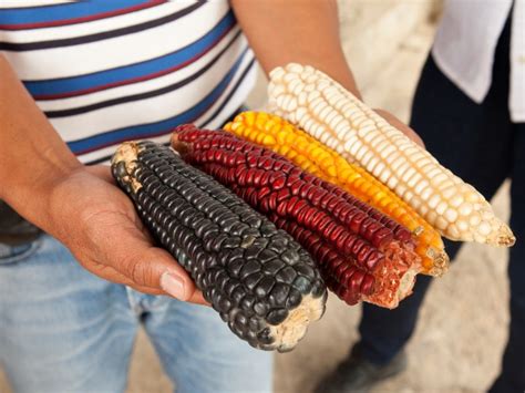 Aprender Acerca Imagen Todo Sobre El Elote Abzlocal Mx