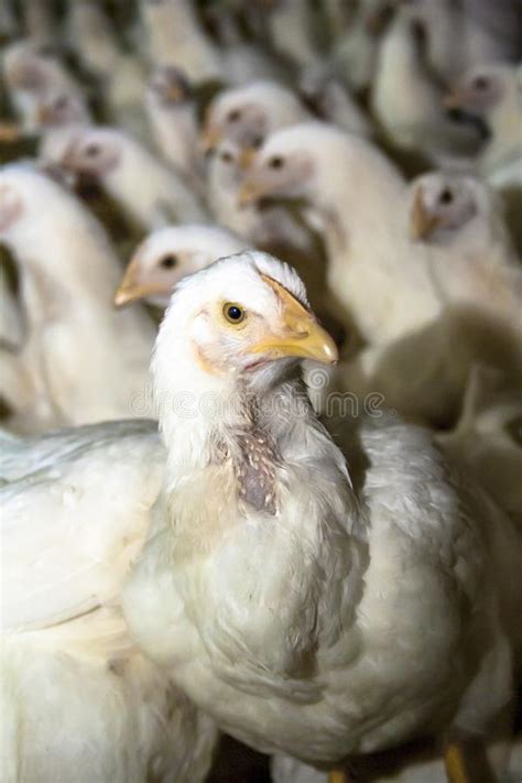 Ferme De Poulet Volaille Image Stock Image Du Affaires