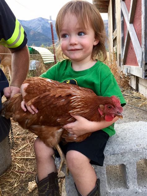 Raising Chickens for Eggs • Longbourn Farm