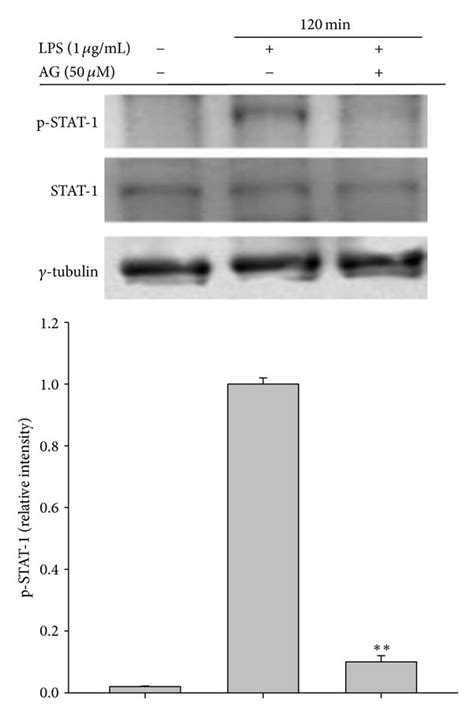 The Effect Of AG On Nuclear Translocation Of Total Or Phosphoforms Of