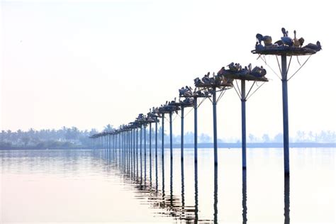 A Million Strong The Kolleru Lake Bird Sanctuary In Andhra Pradesh