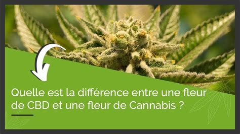 Quelle Est La Diff Rence Entre Une Fleur De Cbd Et Une Fleur De